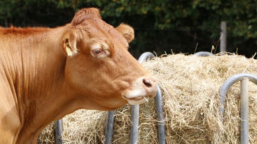 Les abattages de bovins repartent à la hausse