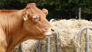 Les abattages de bovins repartent à la hausse Les abattages de bovins repartent à la hausse