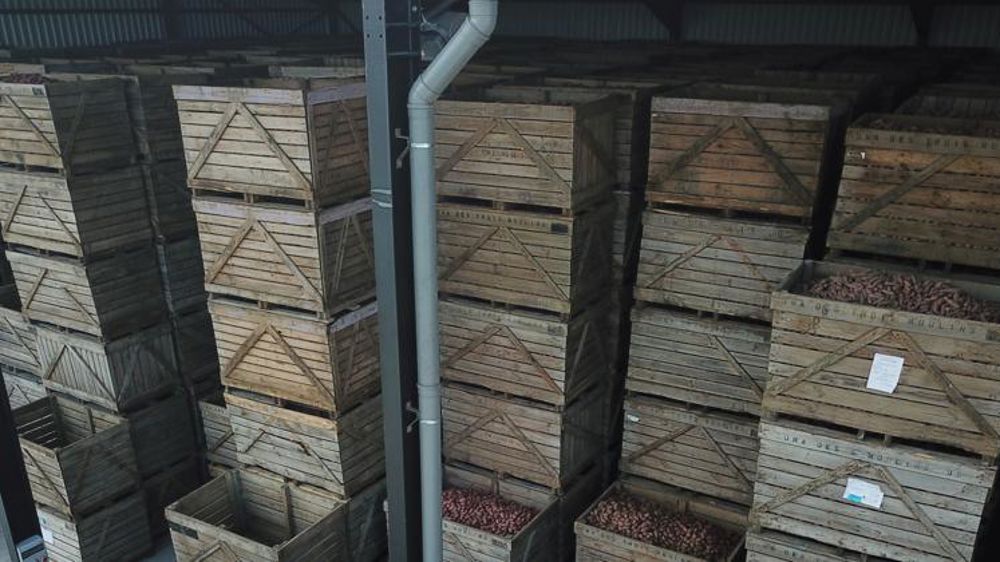 La course aux débouchés non alimentaires pour les pommes de terre
