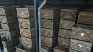 La course aux débouchés non alimentaires pour les pommes de terre La course aux débouchés non alimentaires pour les pommes de terre