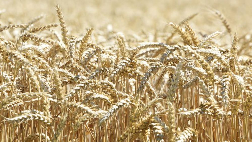 En blé tendre, une campagne d’exportation « assez exceptionnelle »