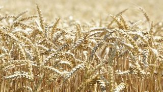 En blé tendre, une campagne d’exportation « assez exceptionnelle » En blé tendre, une campagne d’exportation « assez exceptionnelle »