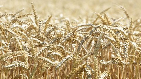 En blé tendre, une campagne d’exportation « assez exceptionnelle » En blé tendre, une campagne d’exportation « assez exceptionnelle »