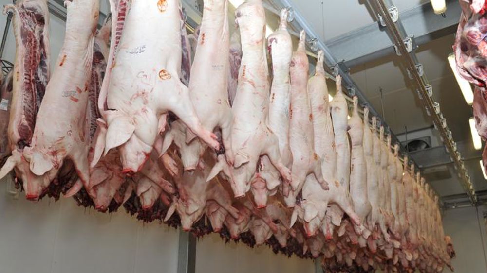 Les cours du porc se replient