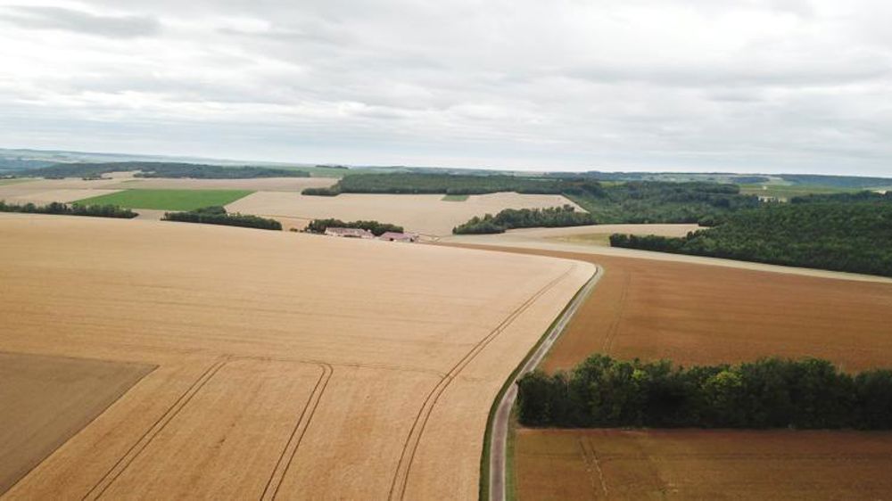 Près d’un milliard d’euros de perte en blé tendre