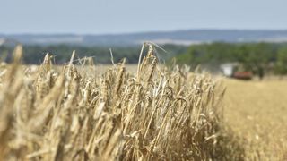 La moisson de l’orge d’hiver s’achève La moisson de l’orge d’hiver s’achève