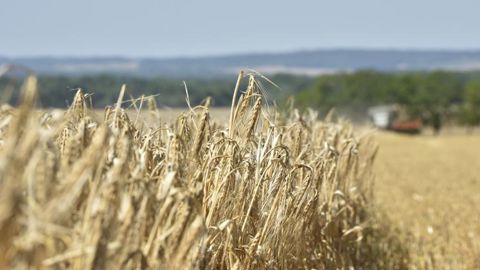 La moisson de l’orge d’hiver s’achève La moisson de l’orge d’hiver s’achève