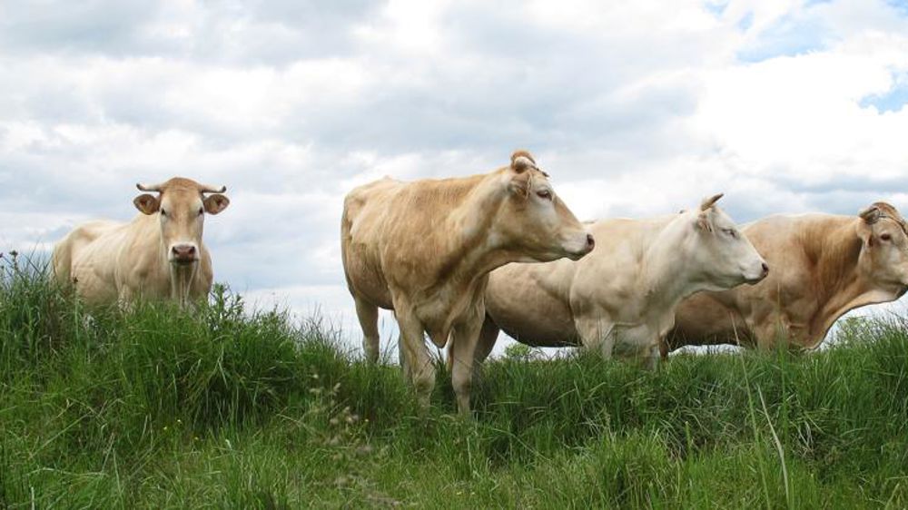 La Fédération nationale bovine ne baisse pas la garde
