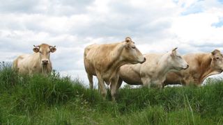 La Fédération nationale bovine ne baisse pas la garde La Fédération nationale bovine ne baisse pas la garde