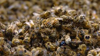 Les causes de la mortalité des abeilles mieux documentées Les causes de la mortalité des abeilles mieux documentées