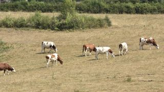 L’utilisation des jachères autorisée dans 47 départements L’utilisation des jachères autorisée dans 47 départements