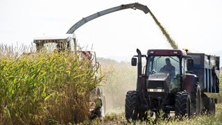 Surveiller les grains pour prévoir l’ensilage Surveiller les grains pour prévoir l’ensilage