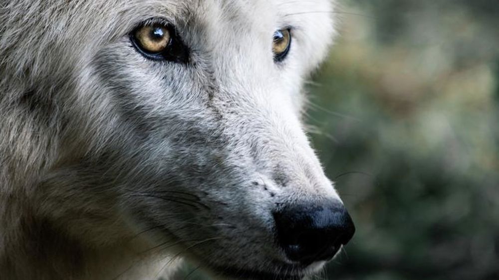 Déjà près de 4 000 brebis tuées par les loups