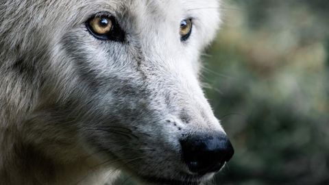 Déjà près de 4 000 brebis tuées par les loups Déjà près de 4 000 brebis tuées par les loups