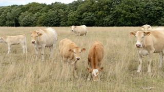 Le Modef appelle à une indemnisation des éleveurs Le Modef appelle à une indemnisation des éleveurs