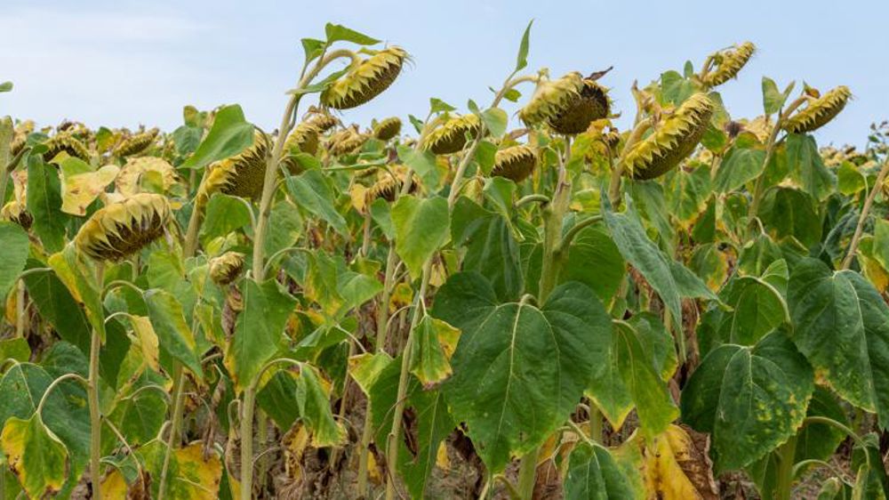 Les cultures d’été tirent leur épingle du jeu