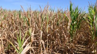 L’état du maïs grain se dégrade fortement L’état du maïs grain se dégrade fortement