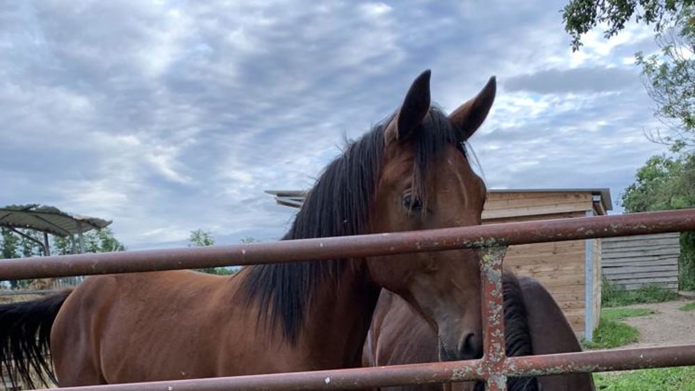 La filière équine demande une aide pour tous ses maillons