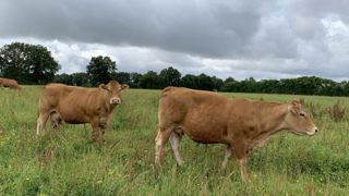 La Confédération paysanne alerte le ministre sur la viande bovine La Confédération paysanne alerte le ministre sur la viande bovine