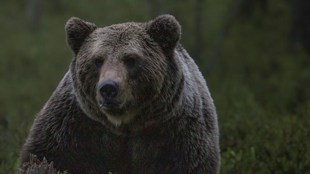 Un berger en estive voit une ourse le charger