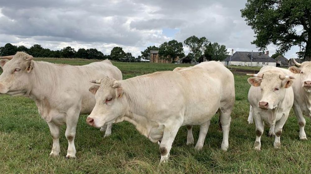 Les abattages de bovins restent en hausse