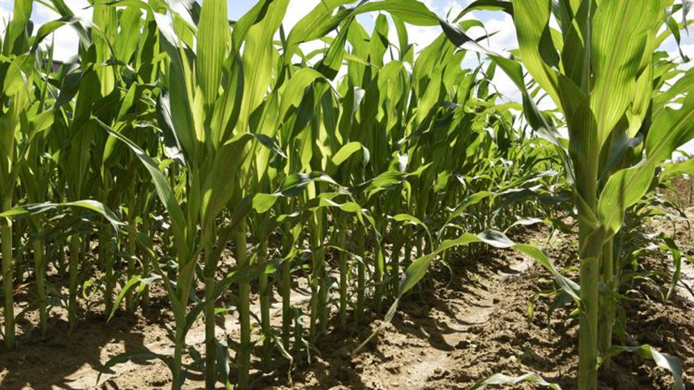 Le maïs tire la production de céréales vers un nouveau record