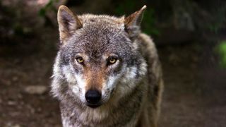 Pas de révision du statut du loup Pas de révision du statut du loup