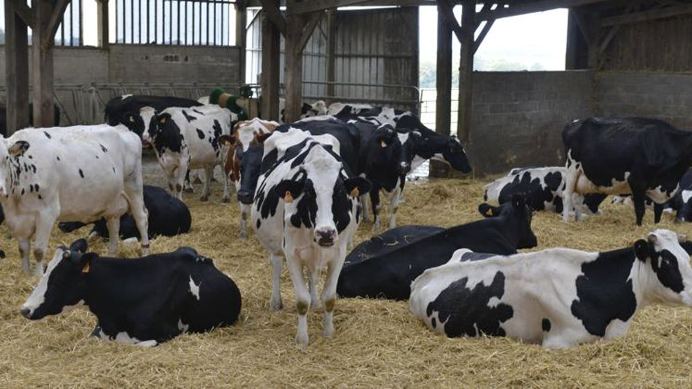 Gènes Diffusion lance son OS holstein