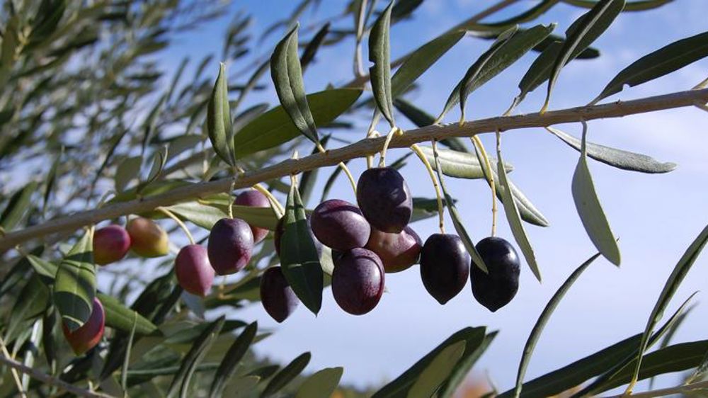 La bactérie tueuse d’oliviers repérée dans l’Aude