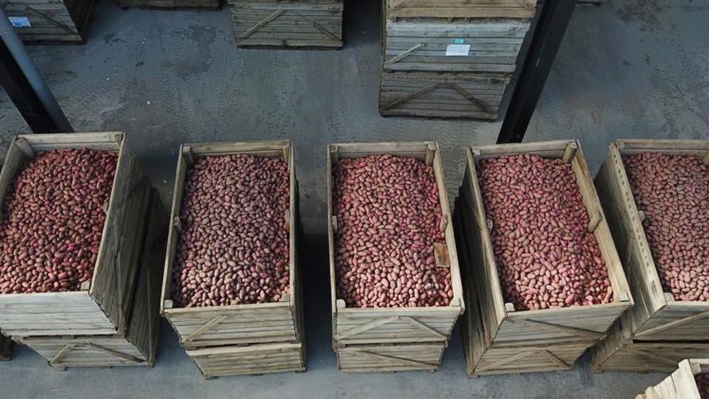 La récolte européenne de pommes de terre augmente