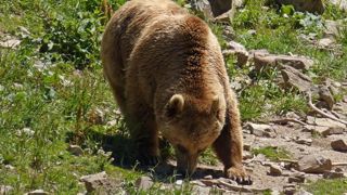 Qui pour effaroucher les ours ? Qui pour effaroucher les ours ?