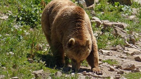 Qui pour effaroucher les ours ? Qui pour effaroucher les ours ?