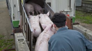 Le virus en Allemagne fait craindre le pire aux éleveurs français Le virus en Allemagne fait craindre le pire aux éleveurs français