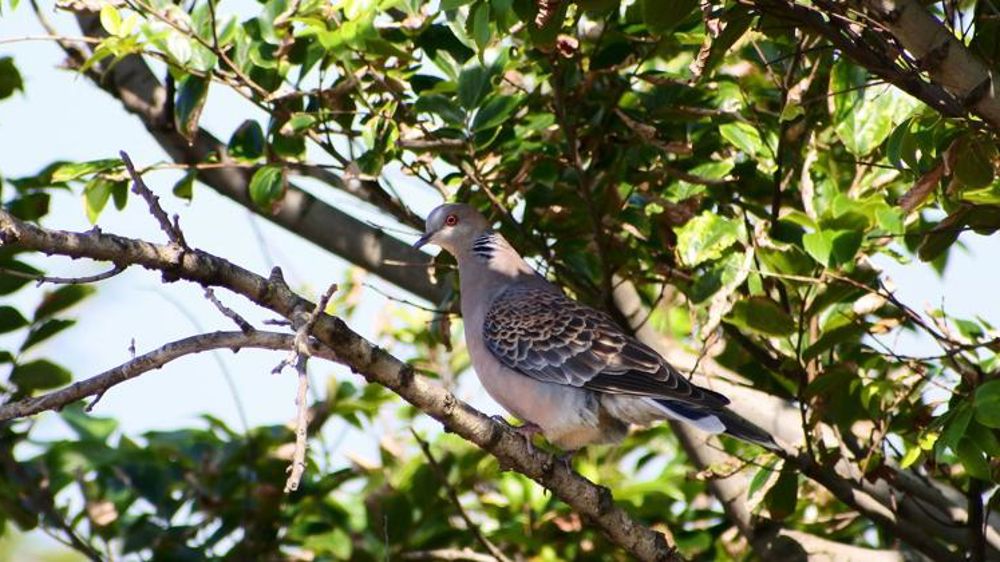 La chasse à la tourterelle des bois interdite