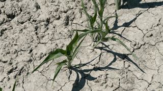 Bruxelles veut une agriculture neutre en carbone dès 2035 Bruxelles veut une agriculture neutre en carbone dès 2035