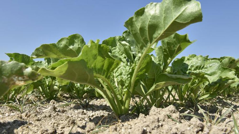Des variétés de betteraves plus performantes d’ici à 2025