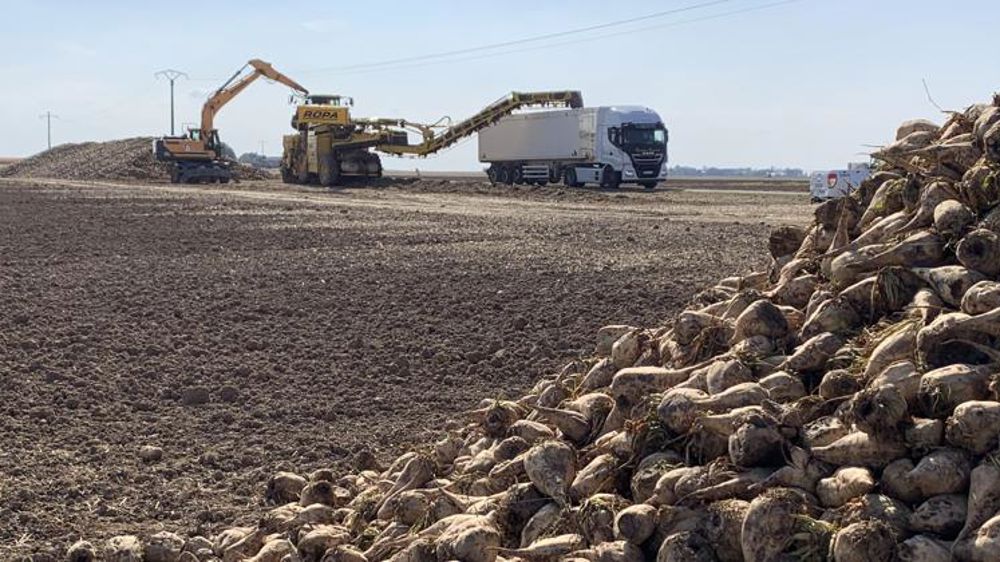 Tereos s’essaie aux betteraves certifiées HVE
