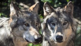 Le statut du loup est vérouillé à double tour Le statut du loup est vérouillé à double tour