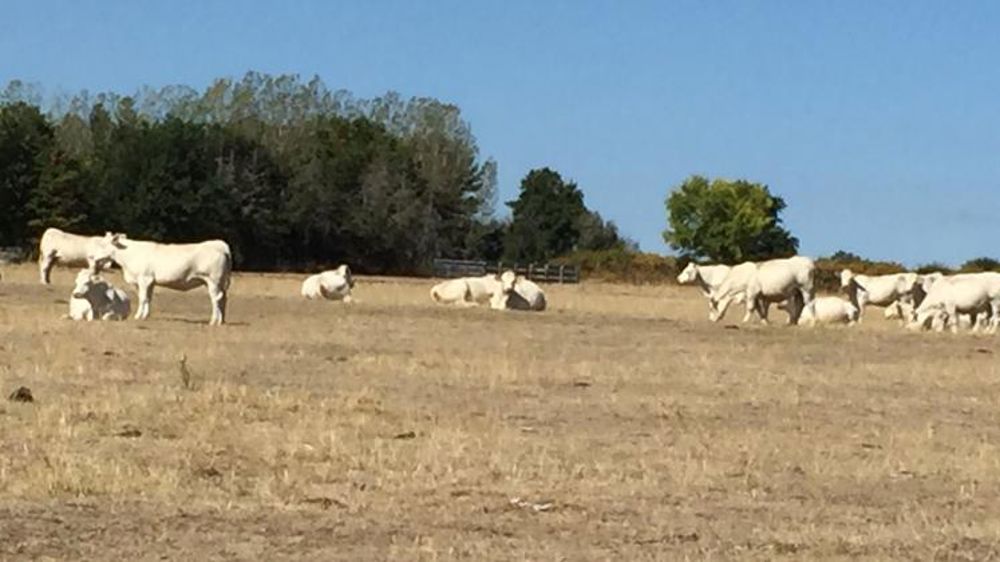 La pousse de l’herbe continue à décrocher