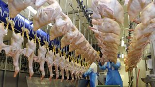 Des abattages tirés par les poulets et les dindes Des abattages tirés par les poulets et les dindes