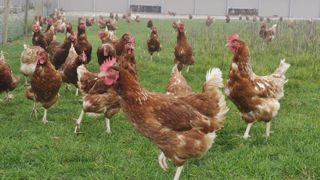 Les effectifs de poules en cage continuent de baisser Les effectifs de poules en cage continuent de baisser