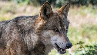 La prise en charge des attaques de loups est rapide en Seine-Maritime La prise en charge des attaques de loups est rapide en Seine-Maritime