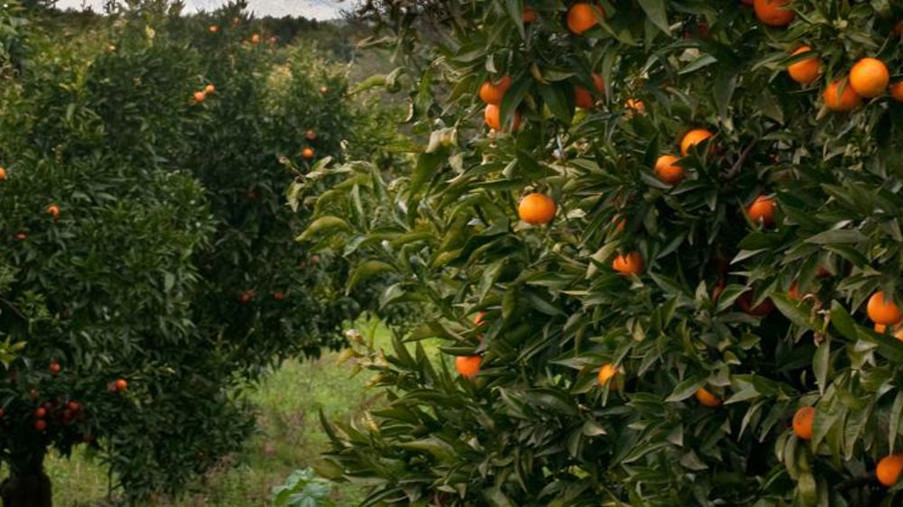 902 Marocains pour « sauver » la clémentine corse