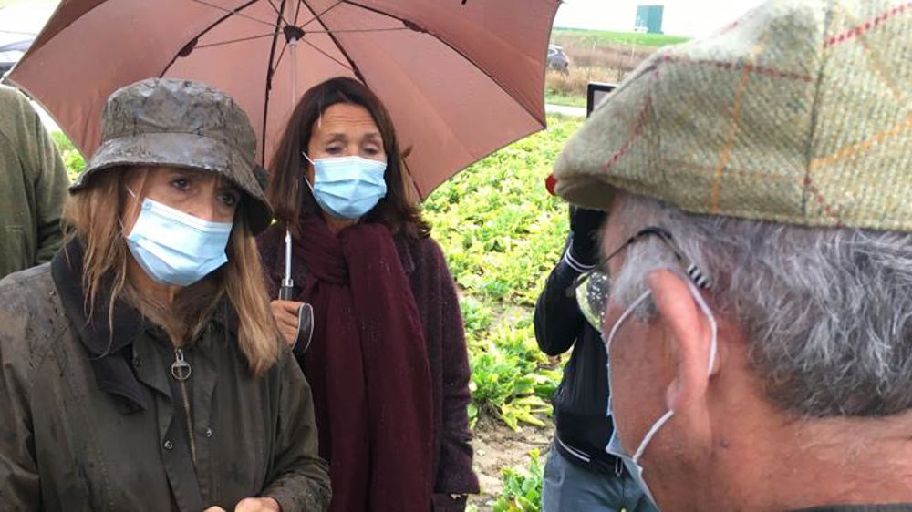 1 000 euros perdus par hectare à cause de la jaunisse