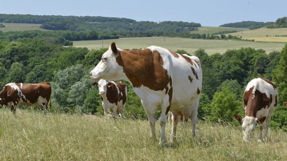 16 départements en situation « favorable » vis-à-vis de l’IBR