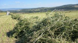 Limagrain et le Saint-Nectaire se lancent dans la luzerne Limagrain et le Saint-Nectaire se lancent dans la luzerne