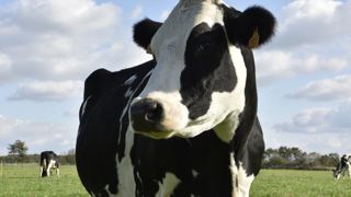 Davantage de transparence dans les coopératives laitières Davantage de transparence dans les coopératives laitières