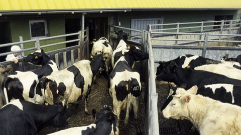 Les abattages de vaches laitières augmentent toujours Les abattages de vaches laitières augmentent toujours