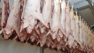 Les abattages se stabilisent en septembre Les abattages se stabilisent en septembre