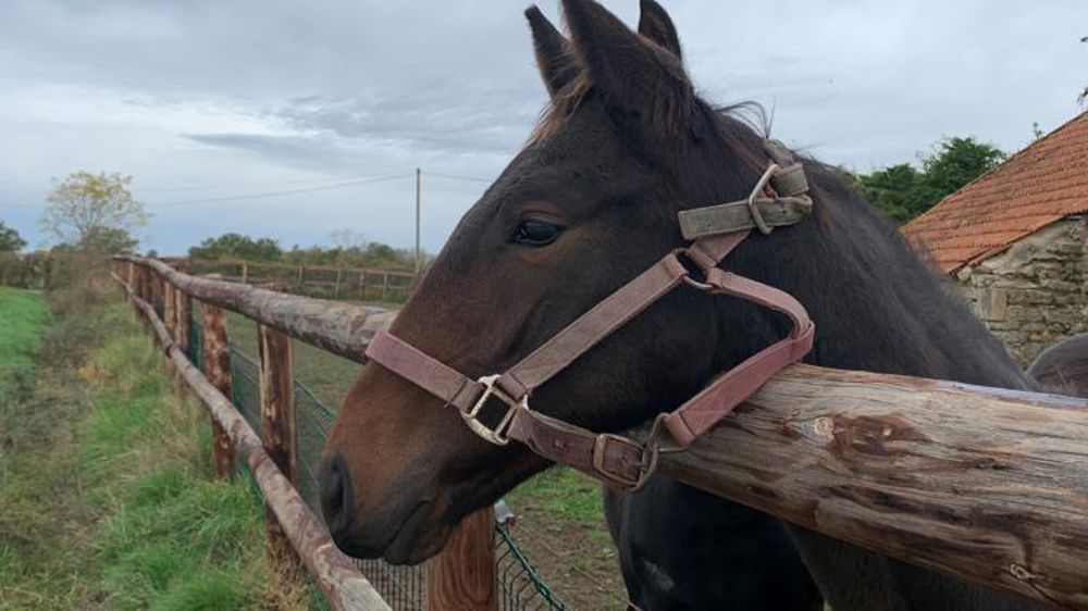 Les propriétaires de chevaux peuvent se rendre dans les centres équestres